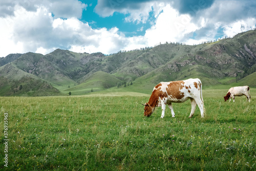 Cows graze on ecological meadows against the backdrop of a mountain landscape and sky with clouds © Irina