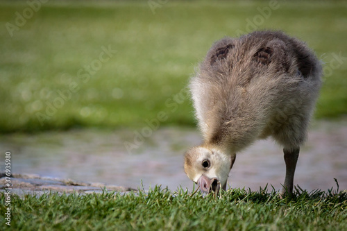 Photography close-up of one gosling eating grass
