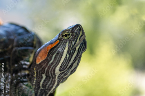 close-up of the head of the red-eared slider turtle