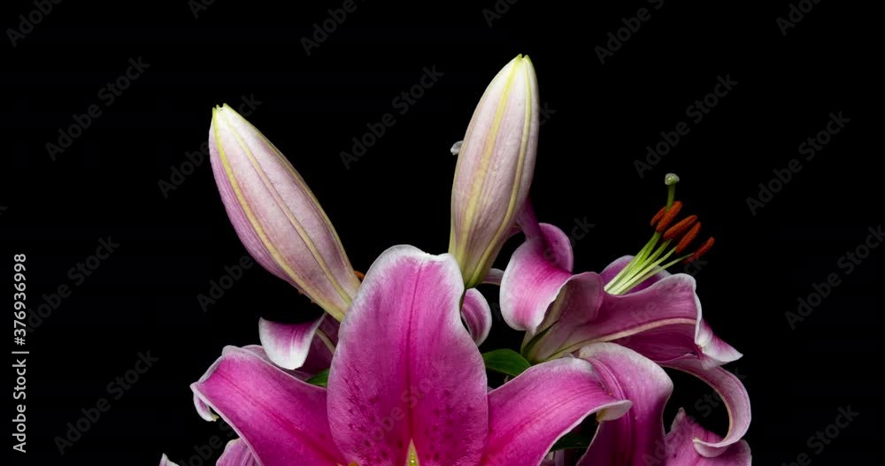 Time lapse of blooming beautiful pink lilies on black background video 4k Time lapse of blooming beautiful pink lilies on black background video 4k