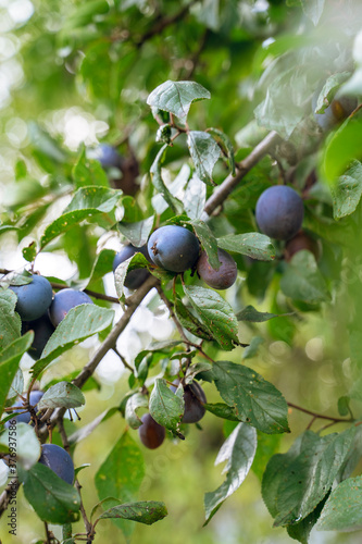 Fresh ripe blue plums on tree in summer garden