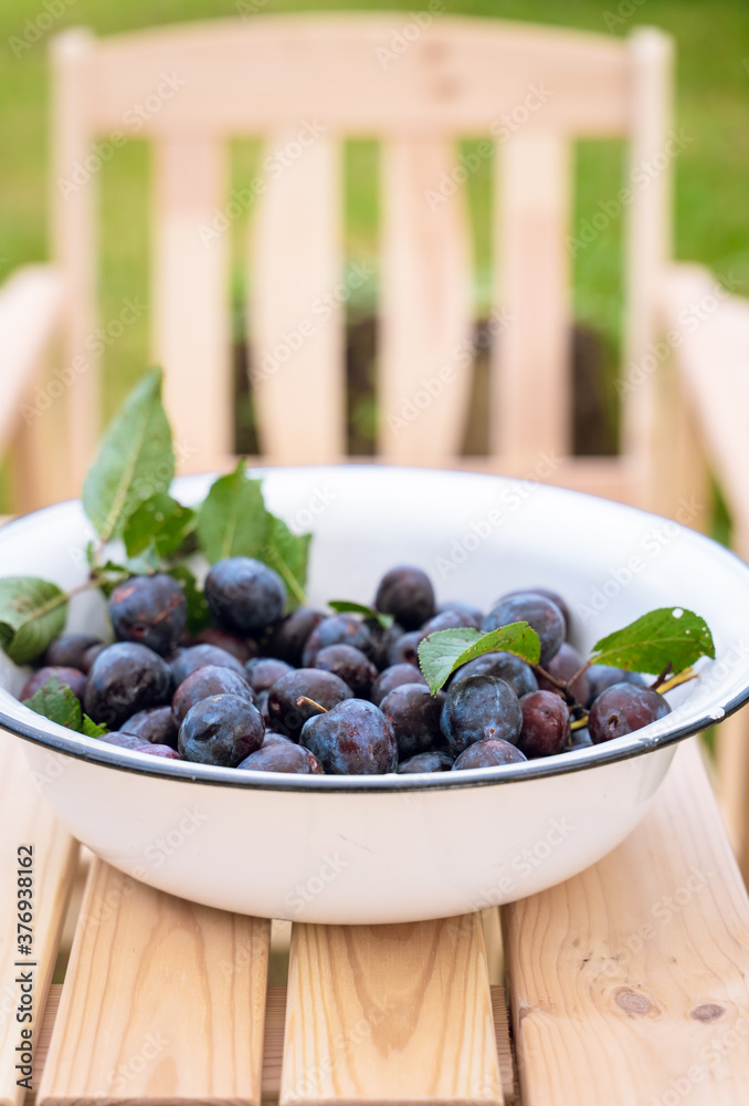 Bowl of freshly picked plums on a garden table Bowl of freshly picked plums on a garden table