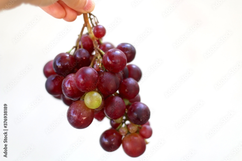 Unrecognizable person holding grapes. Selective focus, white background.