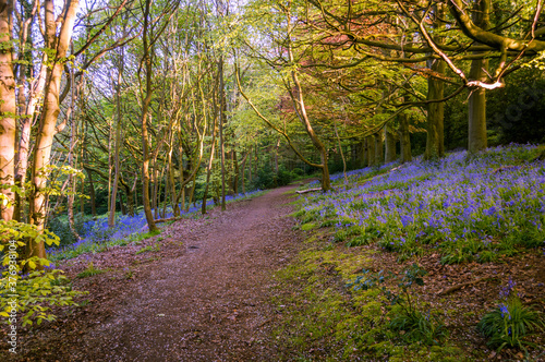 A woodland trail in Yorkshire with Bluebells growing.