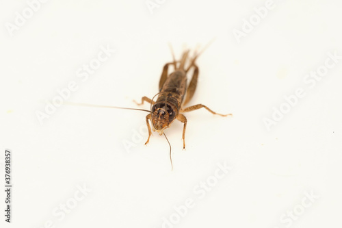 Cricket Insect © John Triumfante