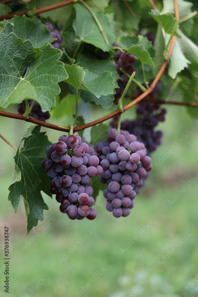 Blaue Weintrauben auf einem neuen Weinberg in Süden von Wien