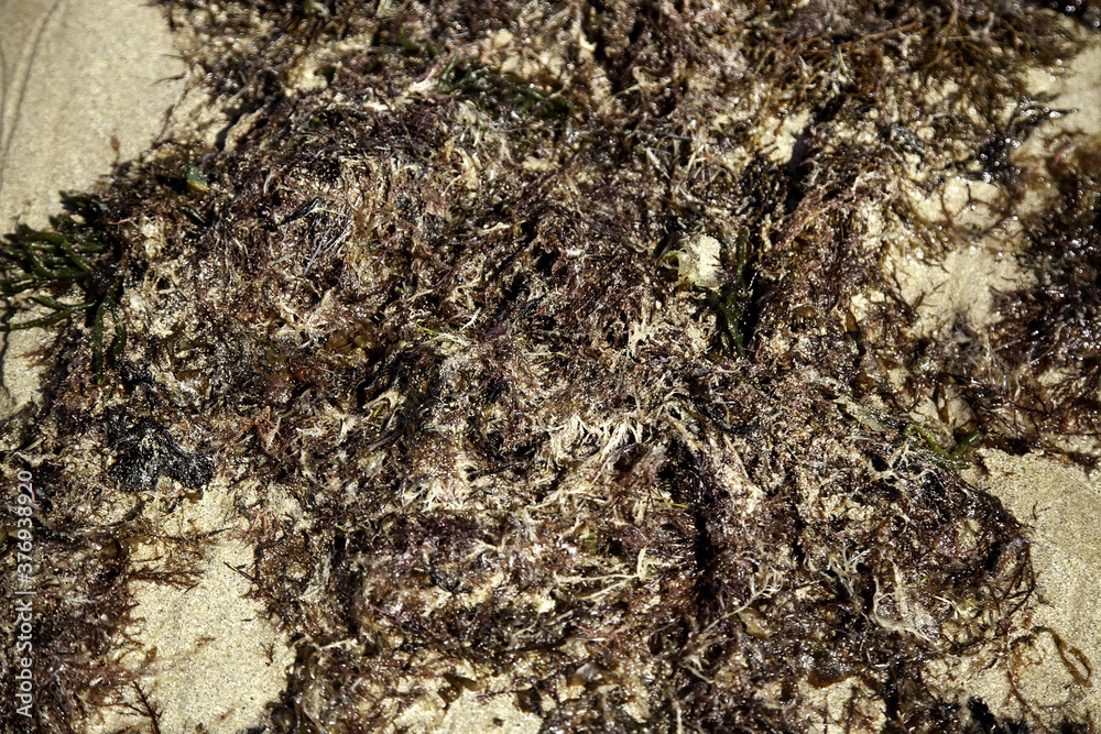 Seaweed on beach sand