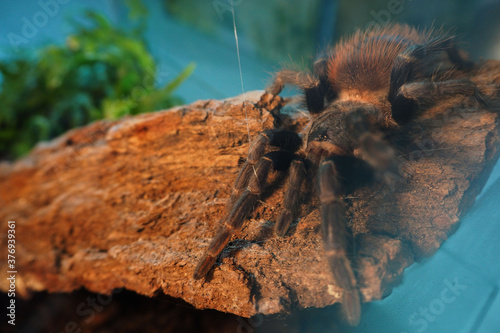 a large black tarantula spider sits on a rock behind glass in a terrarium. large-sized spiders at home . Brachypelma