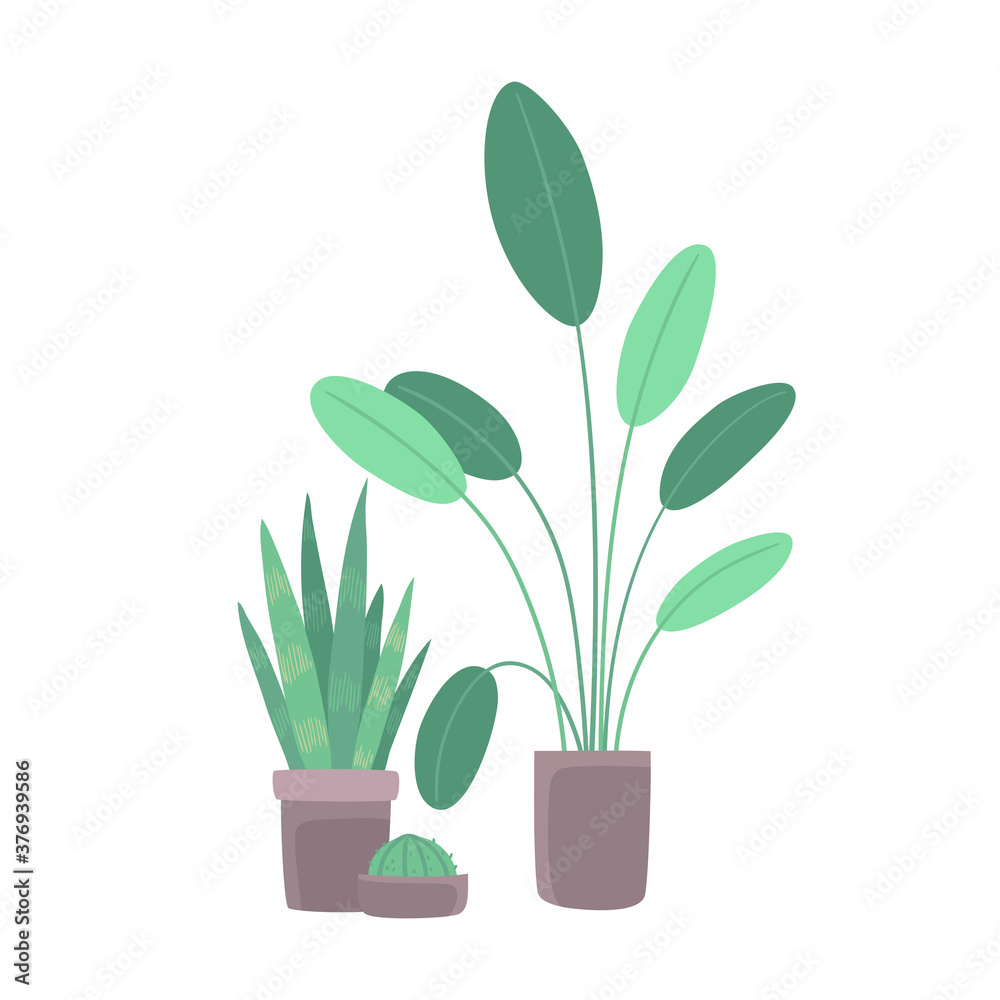Flowers and plants in pots isolated on white