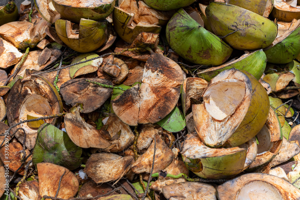 Green coconut shells pile. Coconut cooking process. Coco meat plant trash pile.Cleaning coconuts concept Green coconut shells pile. Coconut cooking process. Coco meat plant trash pile.Cleaning coconuts concept