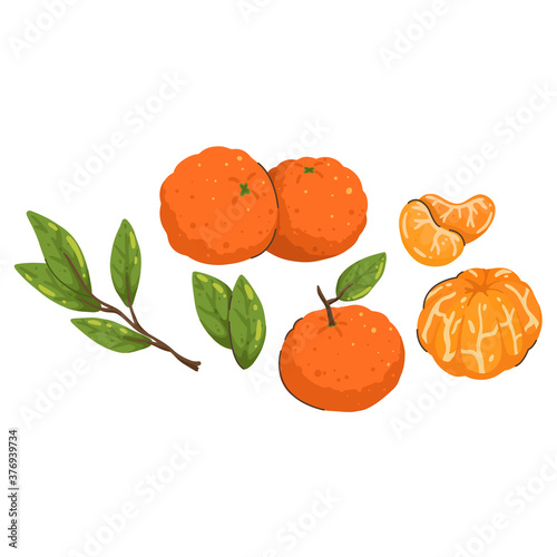 Set of Isolated tangerines with green leaves. Whole tangerines or mandarins orange fruits and peeled segments isolated on white background.