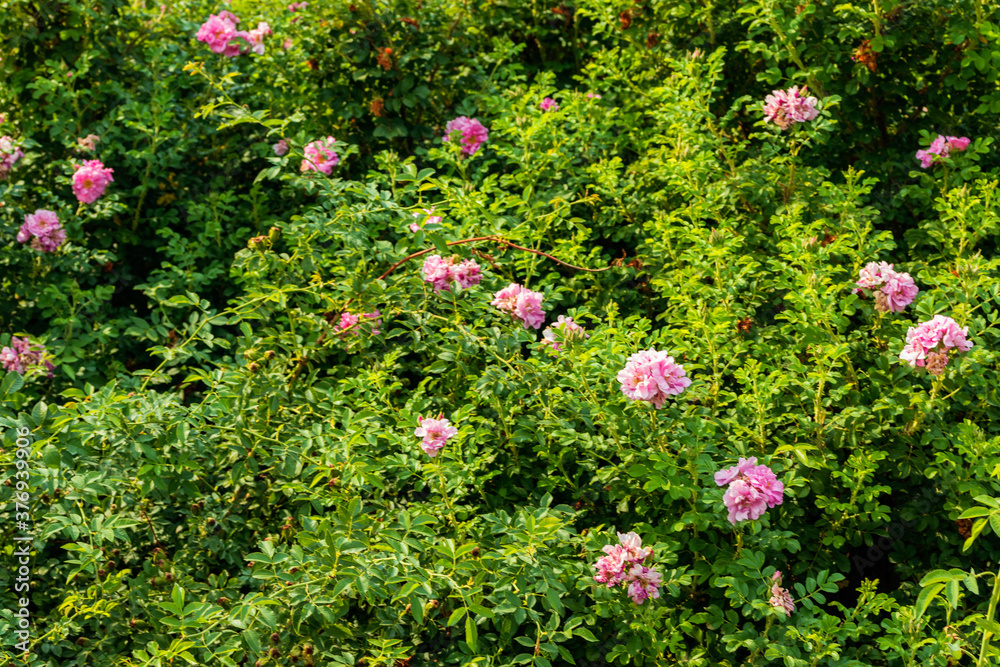 Flowers with soft pink petals on a green bush.