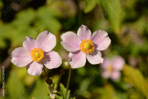 close-up of thimbleweed pink flowers in late summer sun
