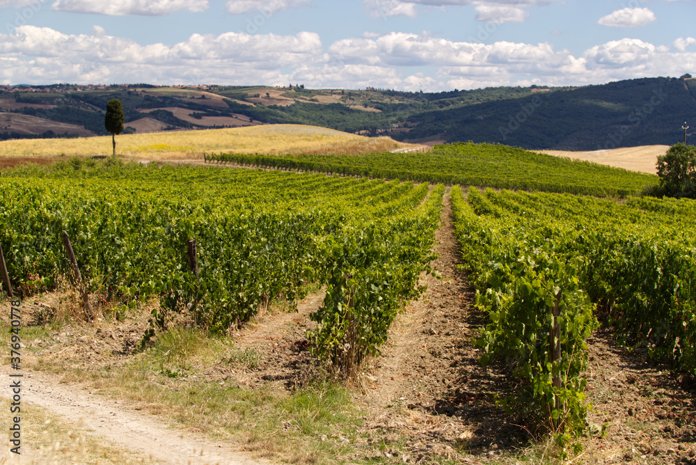 The vineyards of Montalcino in Tuscany, Italy