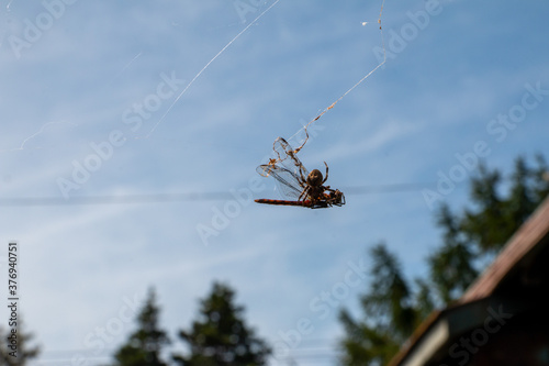 Fototapeta Naklejka Na Ścianę i Meble -  蜘蛛の巣にかかるトンボ