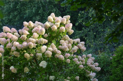 Stunning lush bush of pink with white hydrangea variety Lime Light on the background of the garden