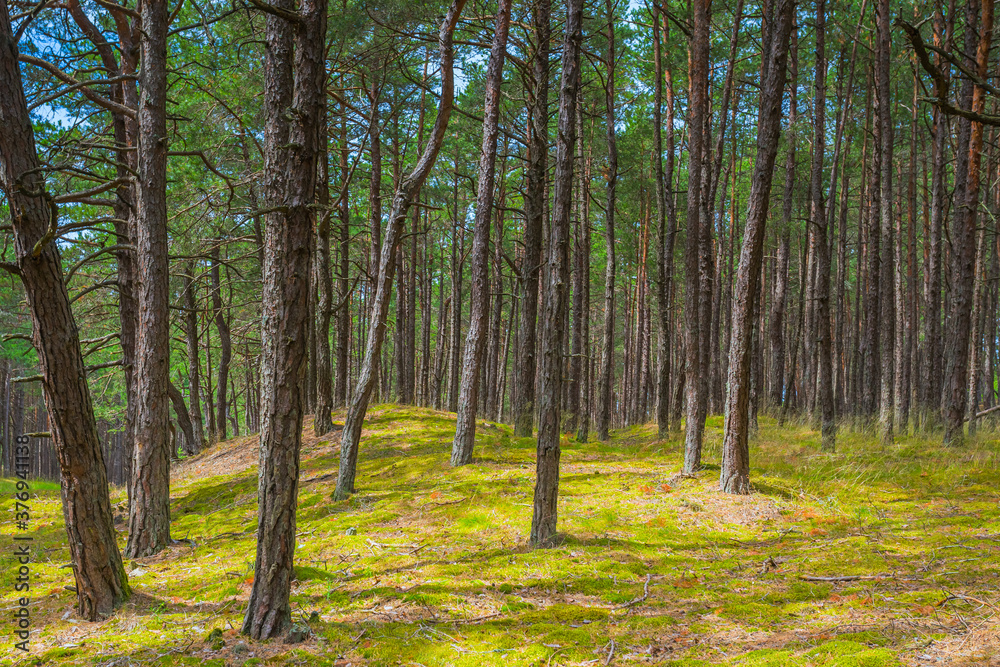 Fototapeta premium Green sunny summer forest with pine trees