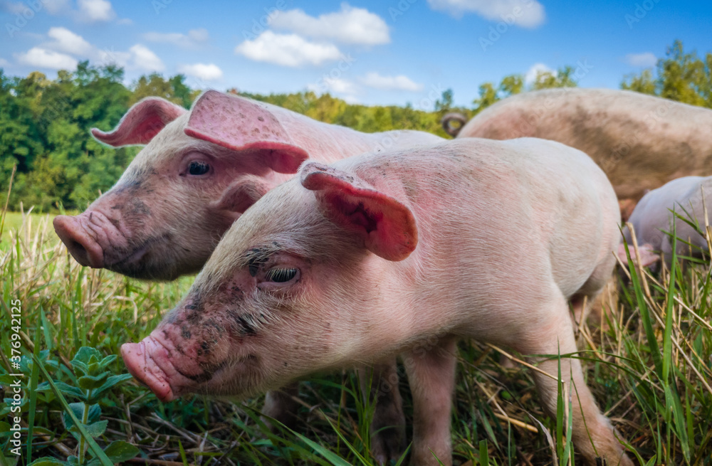 Newborn piglets in the meadow. Organic piggies on the organic rural farm. Squeakers graze grass in the pasture. Newborn piglets in the meadow. Organic piggies on the organic rural farm. Squeakers graze grass in the pasture.