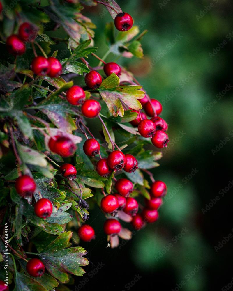 wild red hawthorn berries wild red hawthorn berries