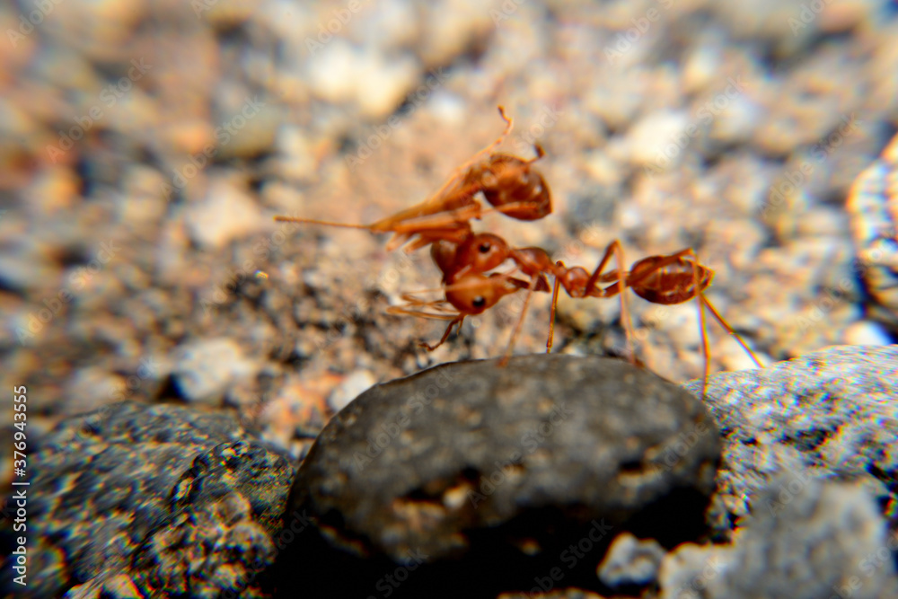 Weaver ants or green ants. Weaver ants live in trees and are known for their unique nest building behaviour where workers construct nests by weaving together leaves using larval silk Weaver ants or green ants. Weaver ants live in trees and are known for their unique nest building behaviour where workers construct nests by weaving together leaves using larval silk