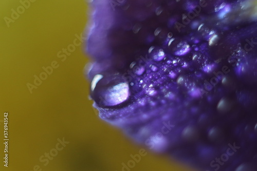 A drop of water on a purple flower petal