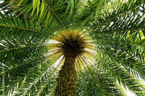 The sun shone from the top of the Date palm tree Ant s eye view