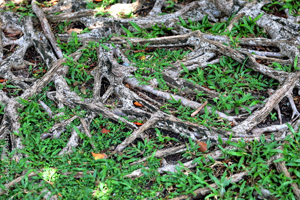 The beautiful roots of the trees that have been merged and formed over the years.