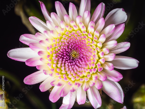 white purple chrysanthemum flower in close up