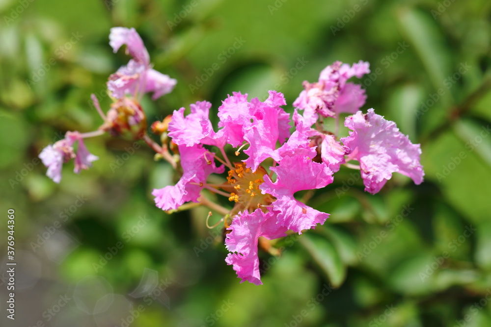 Closeup Crape myrtle flower in the park