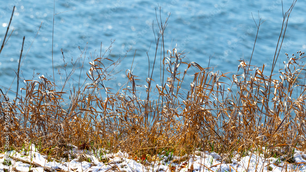 Obraz premium Winter river on a sunny day with thickets of dry grass on the shore