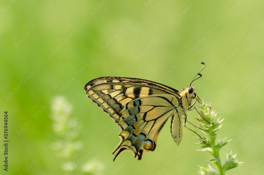 Close up of Machaon butterfly on flower with green background Close up of Machaon butterfly on flower with green background