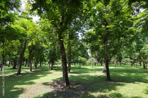 Many big trees and beautiful shade in the forest park.