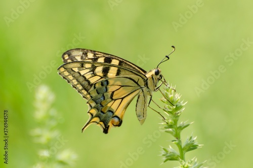 Close up of Machaon butterfly on flower with green background © giadophoto