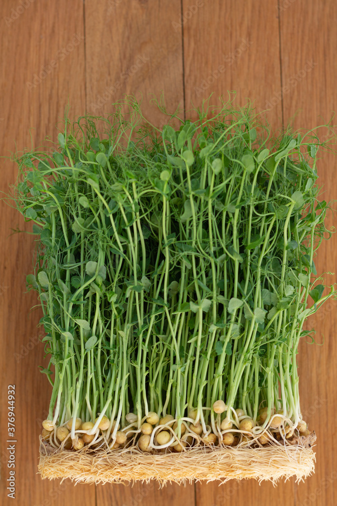 Young pea sprouts, growing microgreen top view Young pea sprouts, growing microgreen top view