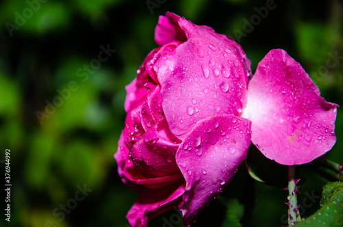 Pink Rose flower with raindrops on background pink roses flowers. Nature.