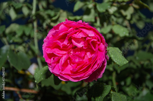 Pink Rose flower with raindrops on background pink roses flowers. Nature.