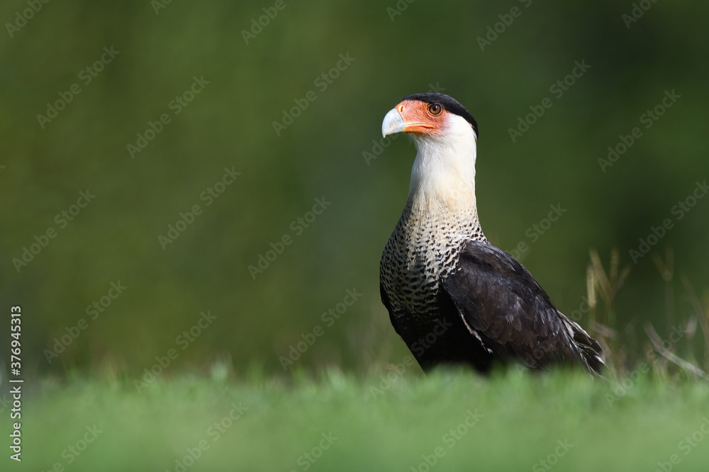 Crested Caracara is staying in grass Crested Caracara is staying in grass