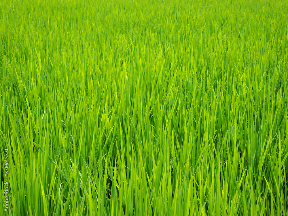 closeup grow fresh green leaves rice field in Thailand