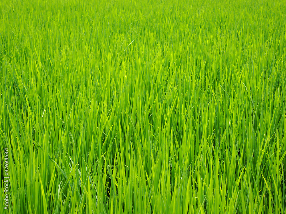 closeup grow fresh green leaves rice field in Thailand closeup grow fresh green leaves rice field in Thailand