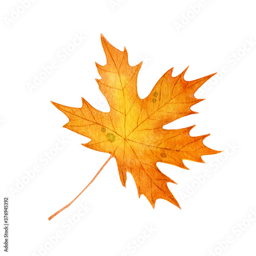 Leaf of maple. Watercolor illustration isolated on white.