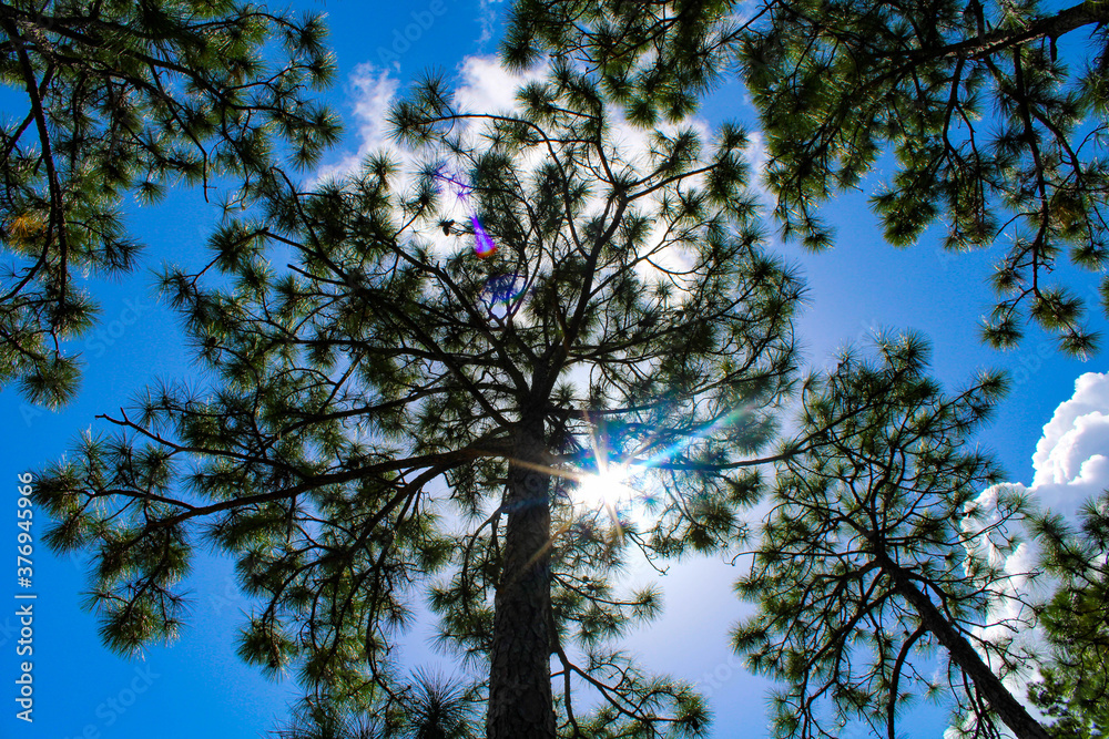 Obraz premium tree branches against blue sky