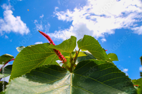 red floweragainst blue sky photo