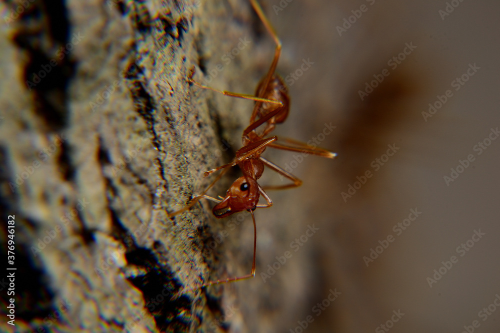 Weaver ants or green ants. Weaver ants live in trees and are known for their unique nest building behaviour where workers construct nests by weaving together leaves using larval silk Weaver ants or green ants. Weaver ants live in trees and are known for their unique nest building behaviour where workers construct nests by weaving together leaves using larval silk