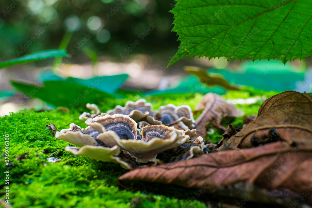 mushrooms in the forest