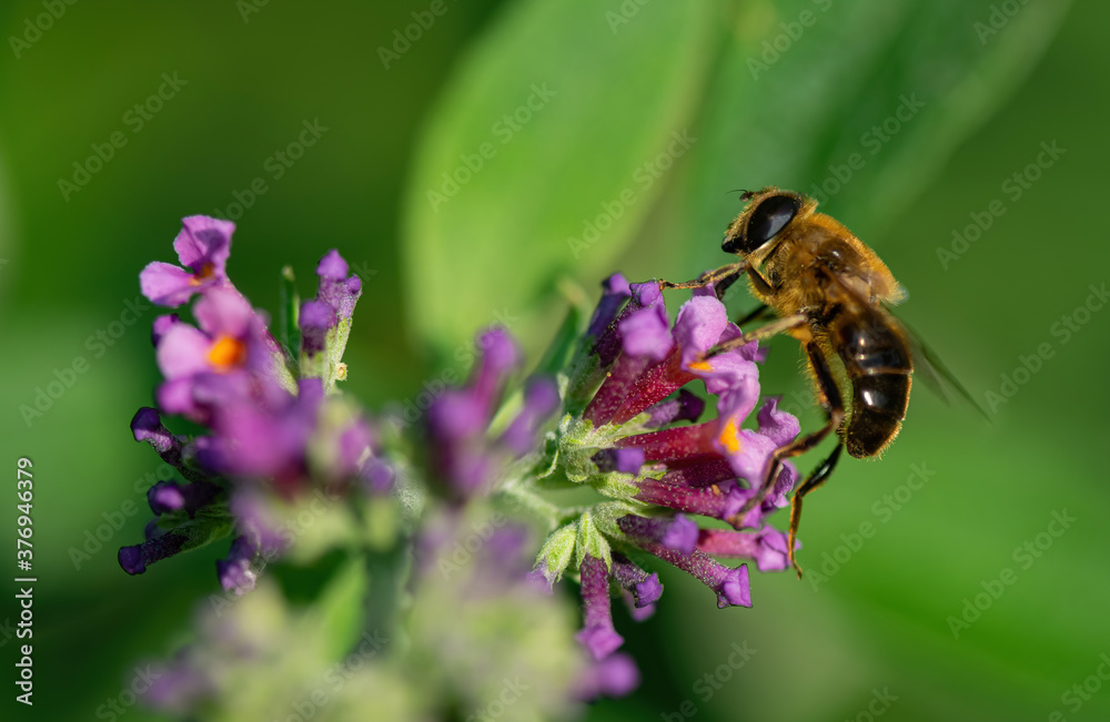 Hoverfly perched on a purple lantana inflorescence Hoverfly perched on a purple lantana inflorescence