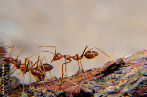 Weaver ants or green ants. Weaver ants live in trees and are known for their unique nest building behaviour where workers construct nests by weaving together leaves using larval silk © adityajati