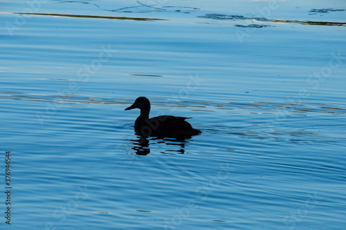 Duck silhouette 