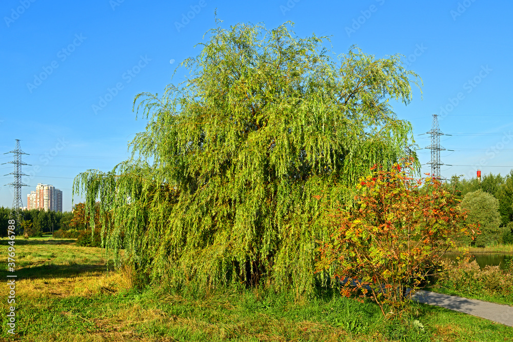 Obraz premium Willow and rowan in Mitino landscape park. Moscow, Russia