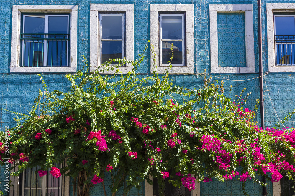 bougainvillea and facade covered with monochrome azulejos Lisbon, Portugal