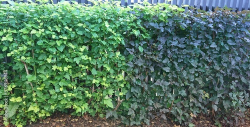 Two-color live acacia fence